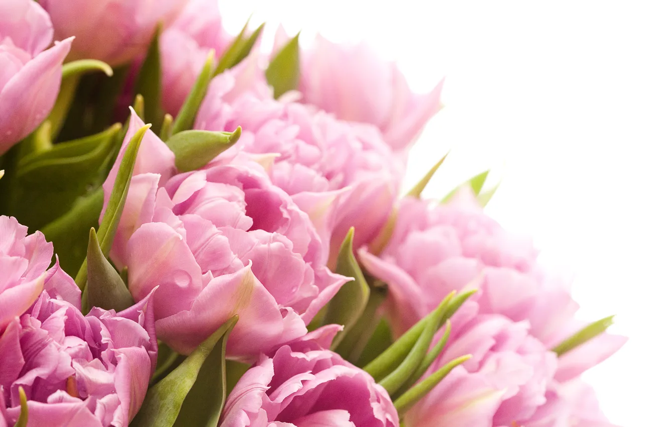 Photo wallpaper flowers, plant, tulips