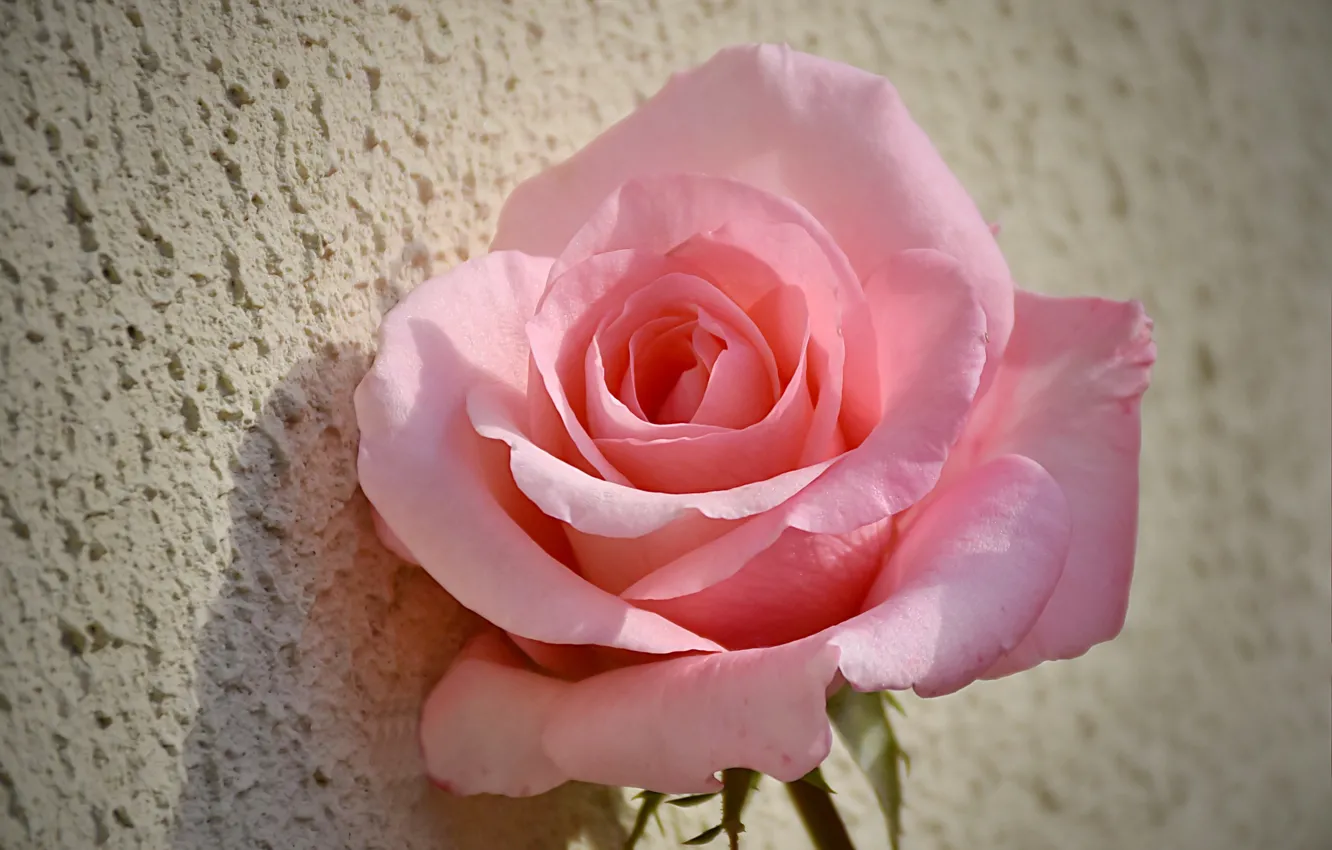 Photo wallpaper Rose, Pink rose, Pink rose