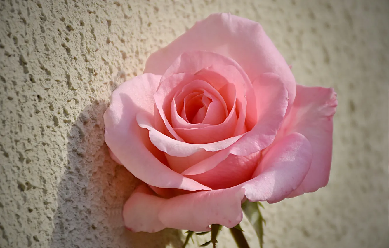Photo wallpaper rose, Pink rose, Pink rose