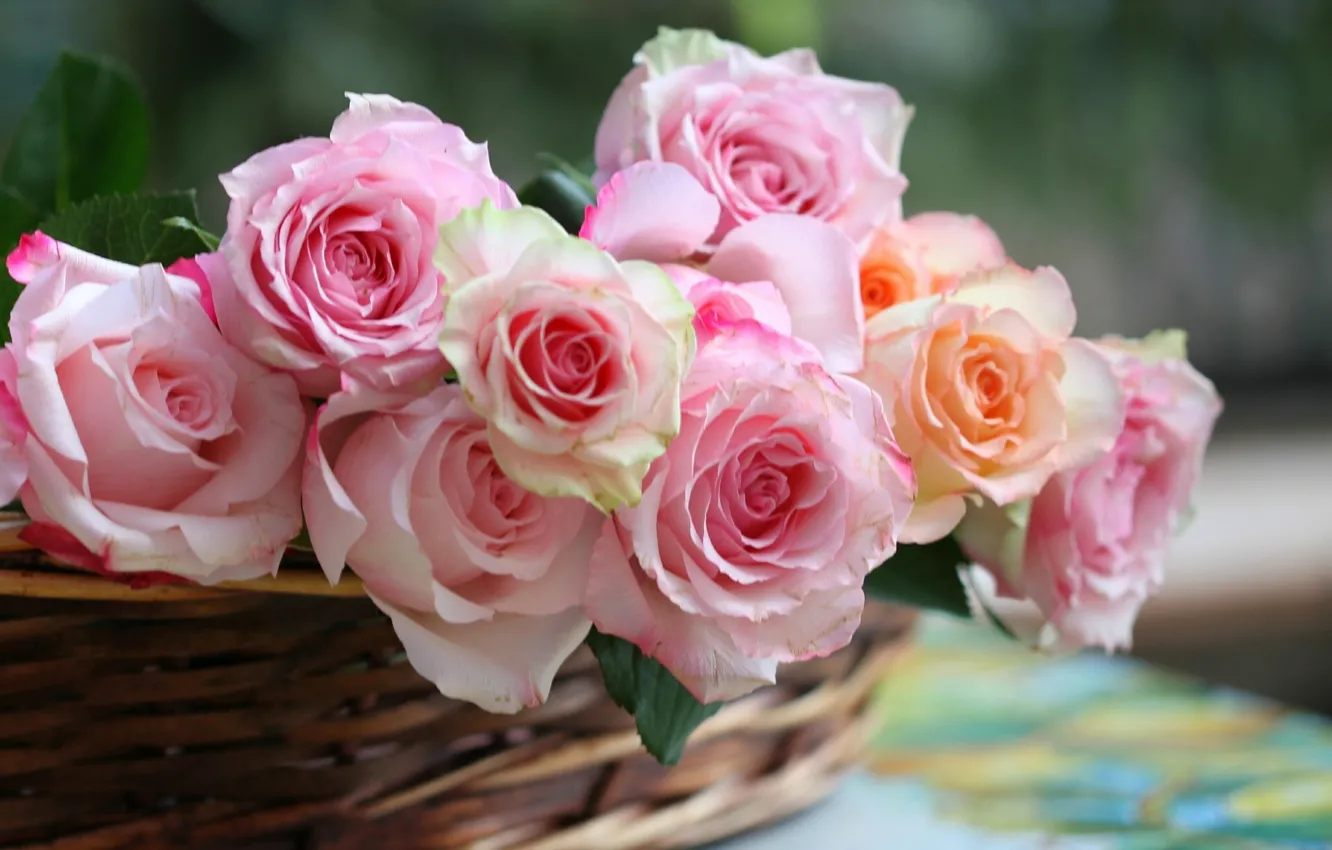 Photo wallpaper roses, basket, buds, © Elena Di Guardo