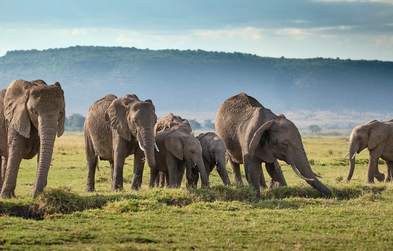 Photo wallpaper elephant, a lot, the herd, a herd of elephants