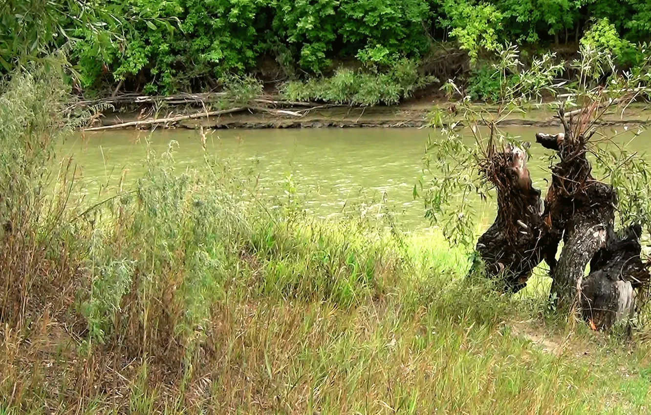 Photo wallpaper summer, river, dog, miracle