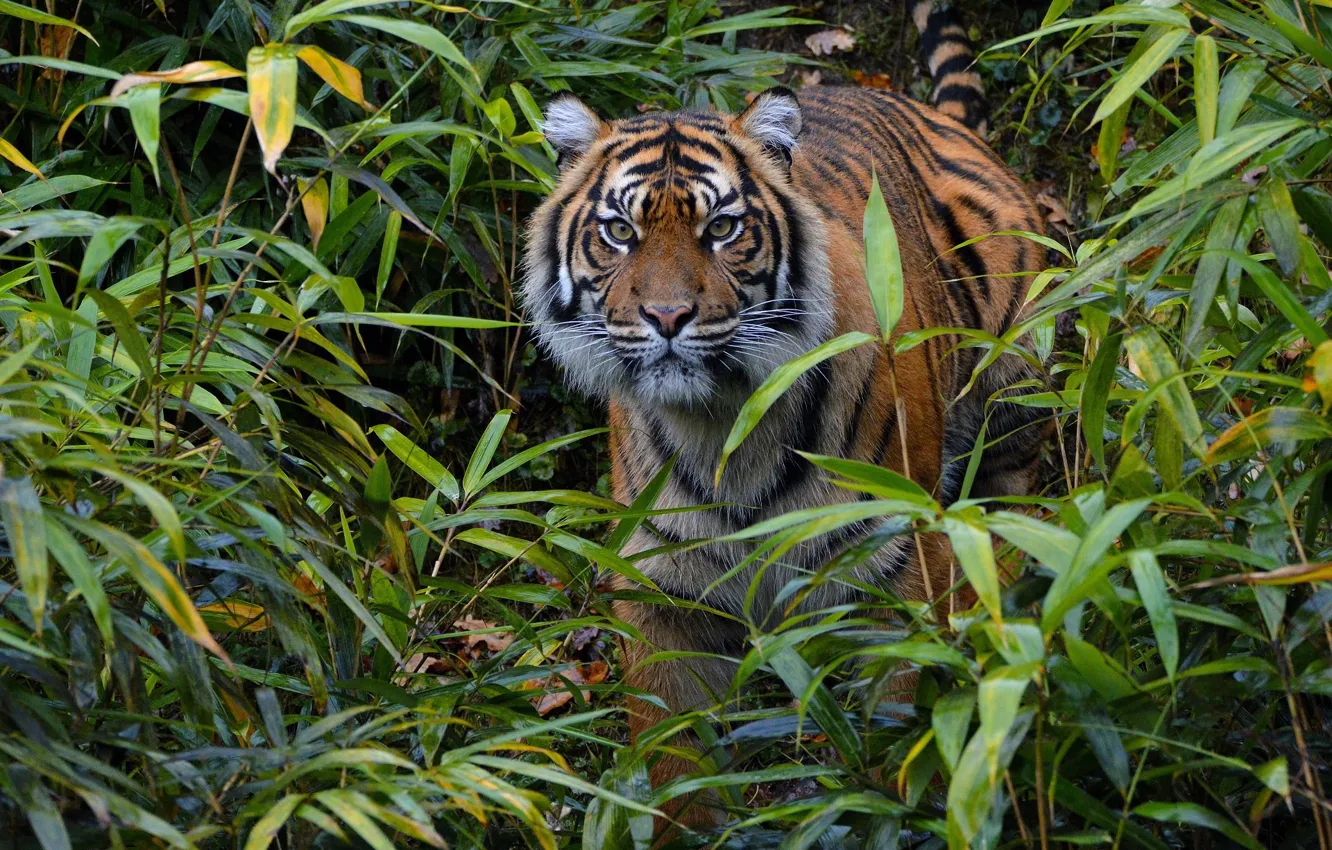 Photo wallpaper thickets, predator, wild cat, attention, observation, alertness, Sumatran tiger