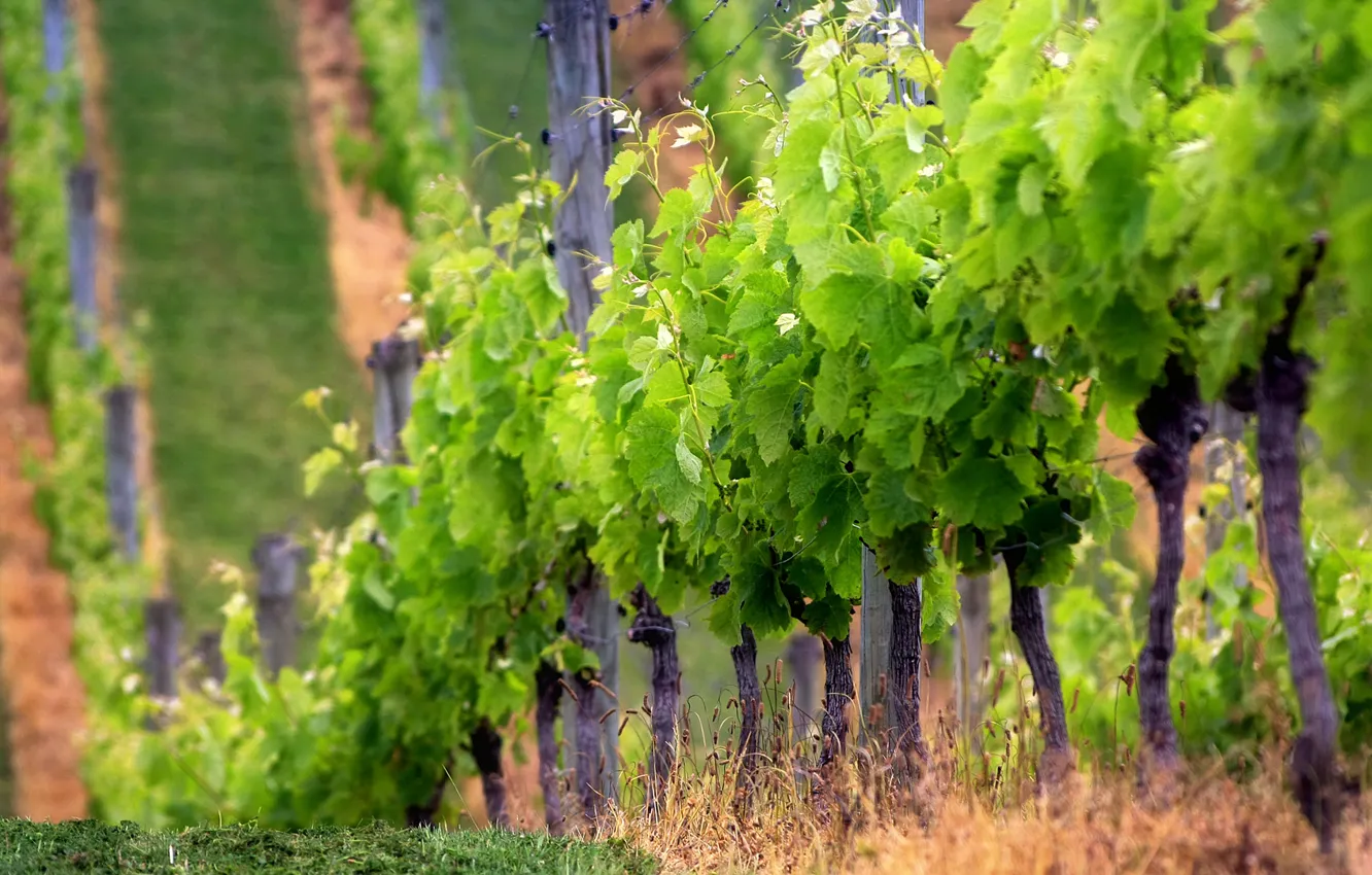 Photo wallpaper forest, trees, sun