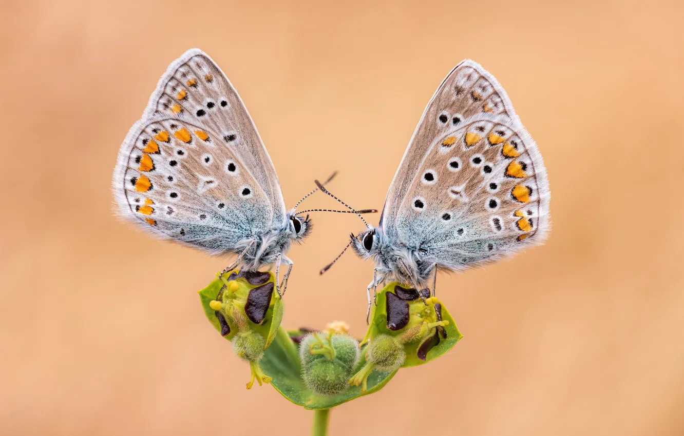 Photo wallpaper flower, butterfly, a couple