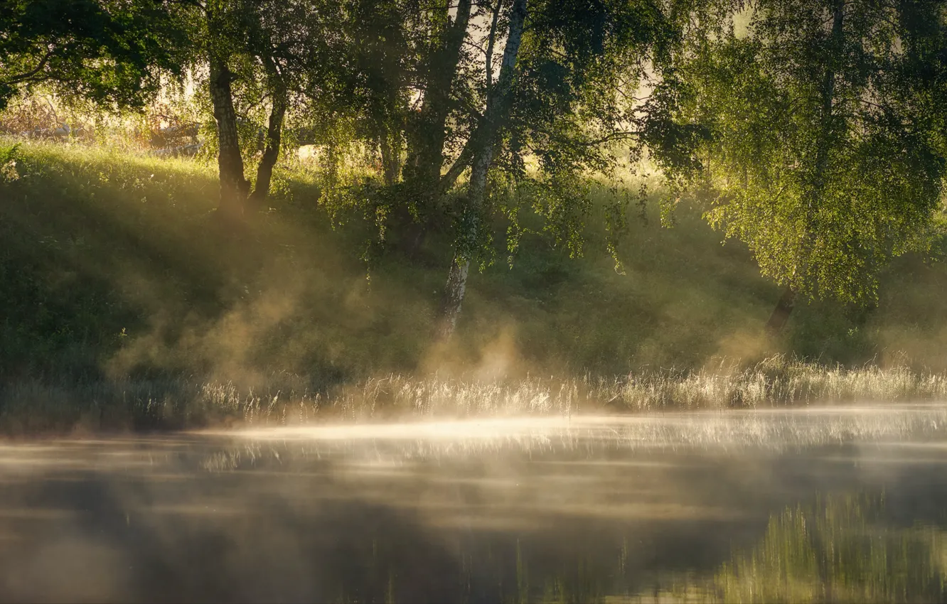 Photo wallpaper trees, river, dawn, morning