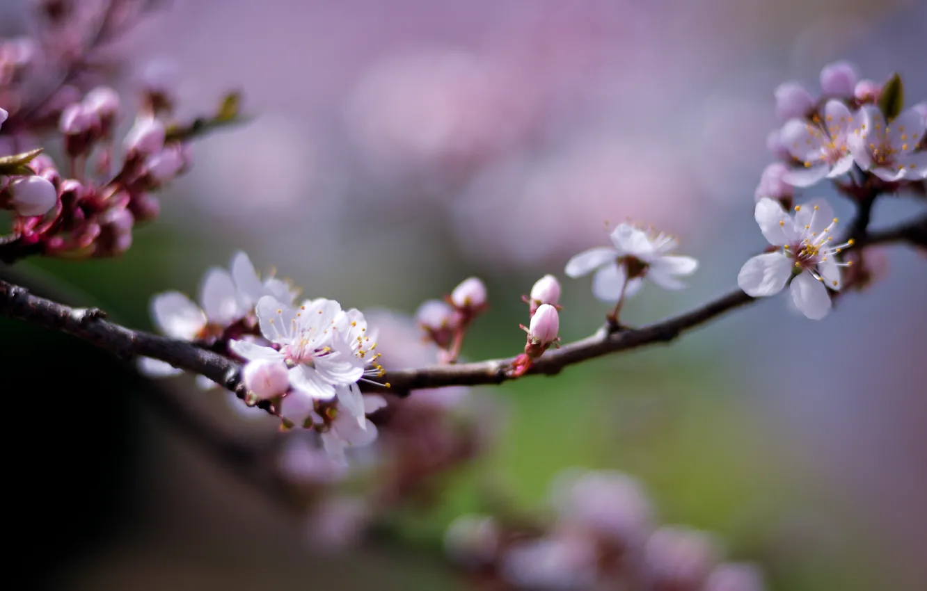 Photo wallpaper macro, light, flowers, branches, nature, cherry, sprig, spring