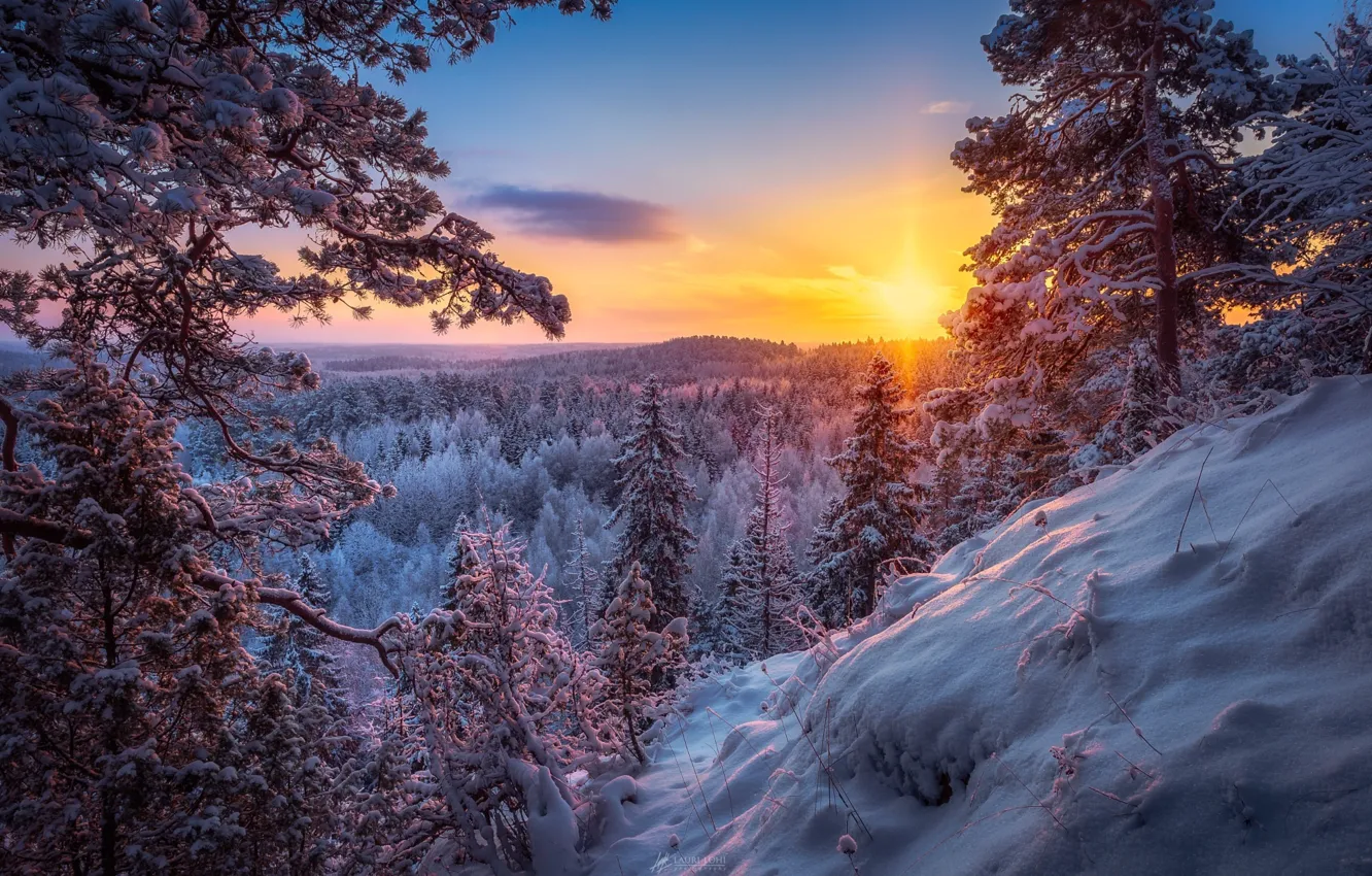 Photo wallpaper winter, forest, the sun, snow