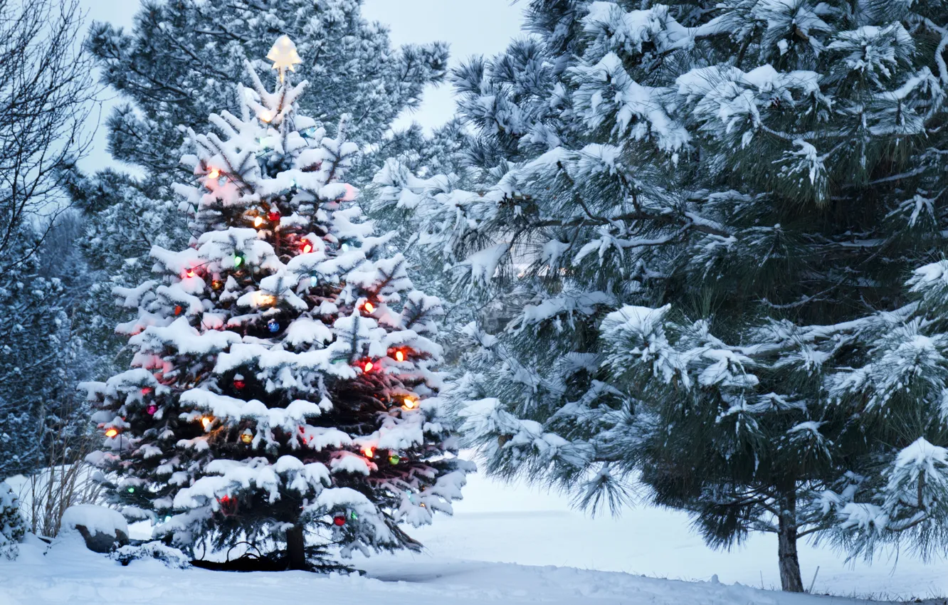 Photo wallpaper snow, decoration, Park, tree, Winter