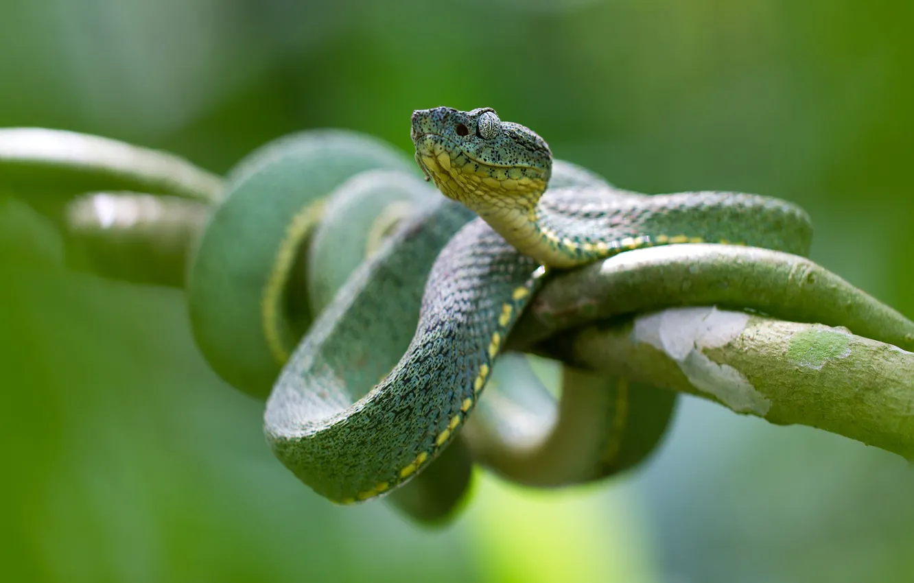 Photo wallpaper eyes, green, snake, branch, wildlife