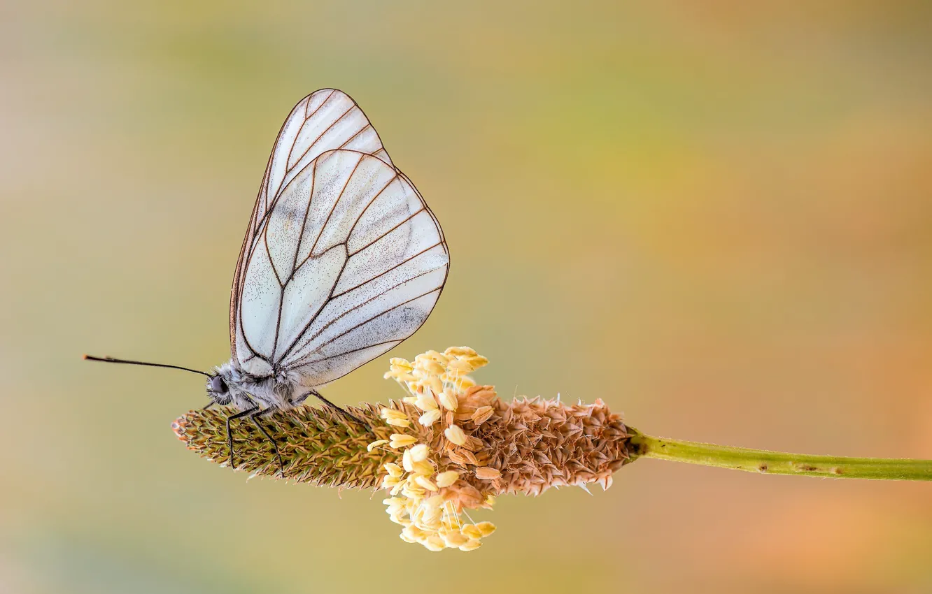 Photo wallpaper macro, butterfly, the aporia Crataegi