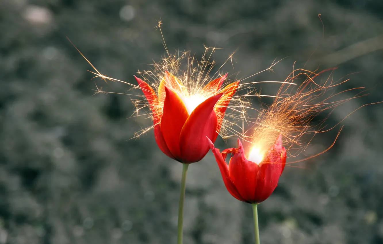 Photo wallpaper flowers, nature, sparks