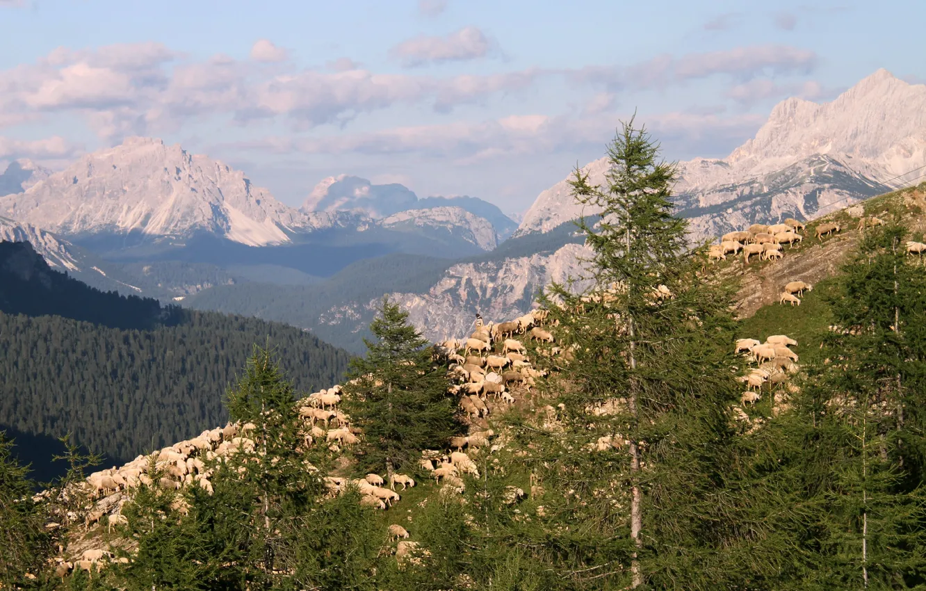 Photo wallpaper trees, mountains, tops, sheep, Alps, Italy, shepherd, flock