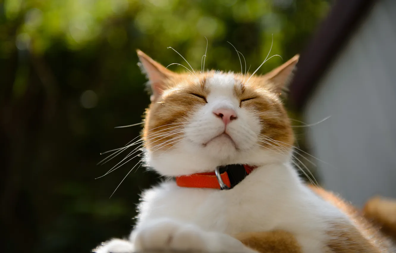 Photo wallpaper cat, the sun, stay, sleeping, collar, Kote, lying