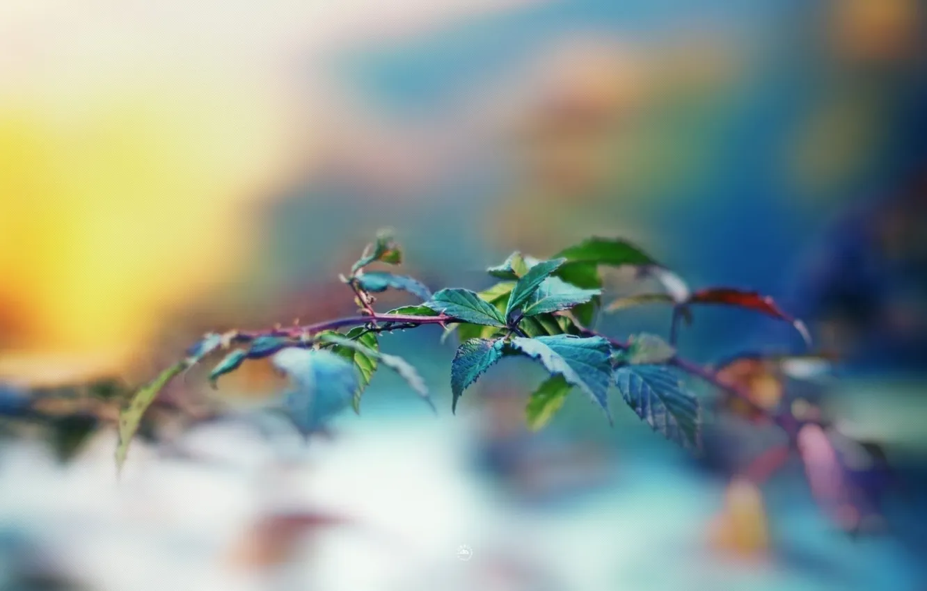 Photo wallpaper leaves, macro, plant, branch, blur, leaves, macro