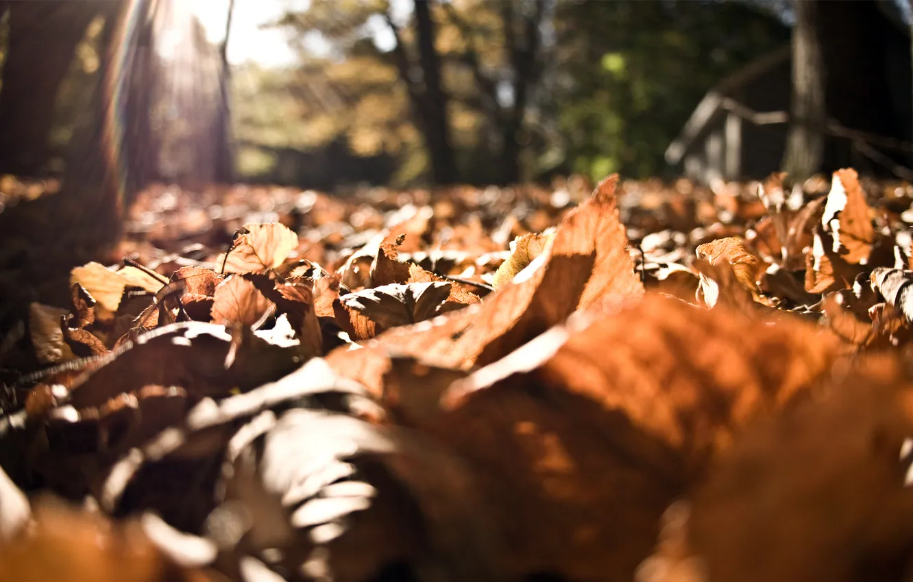 Photo wallpaper autumn, leaves, the sun, rays, foliage, the sun's rays, autumn, fallen leaves