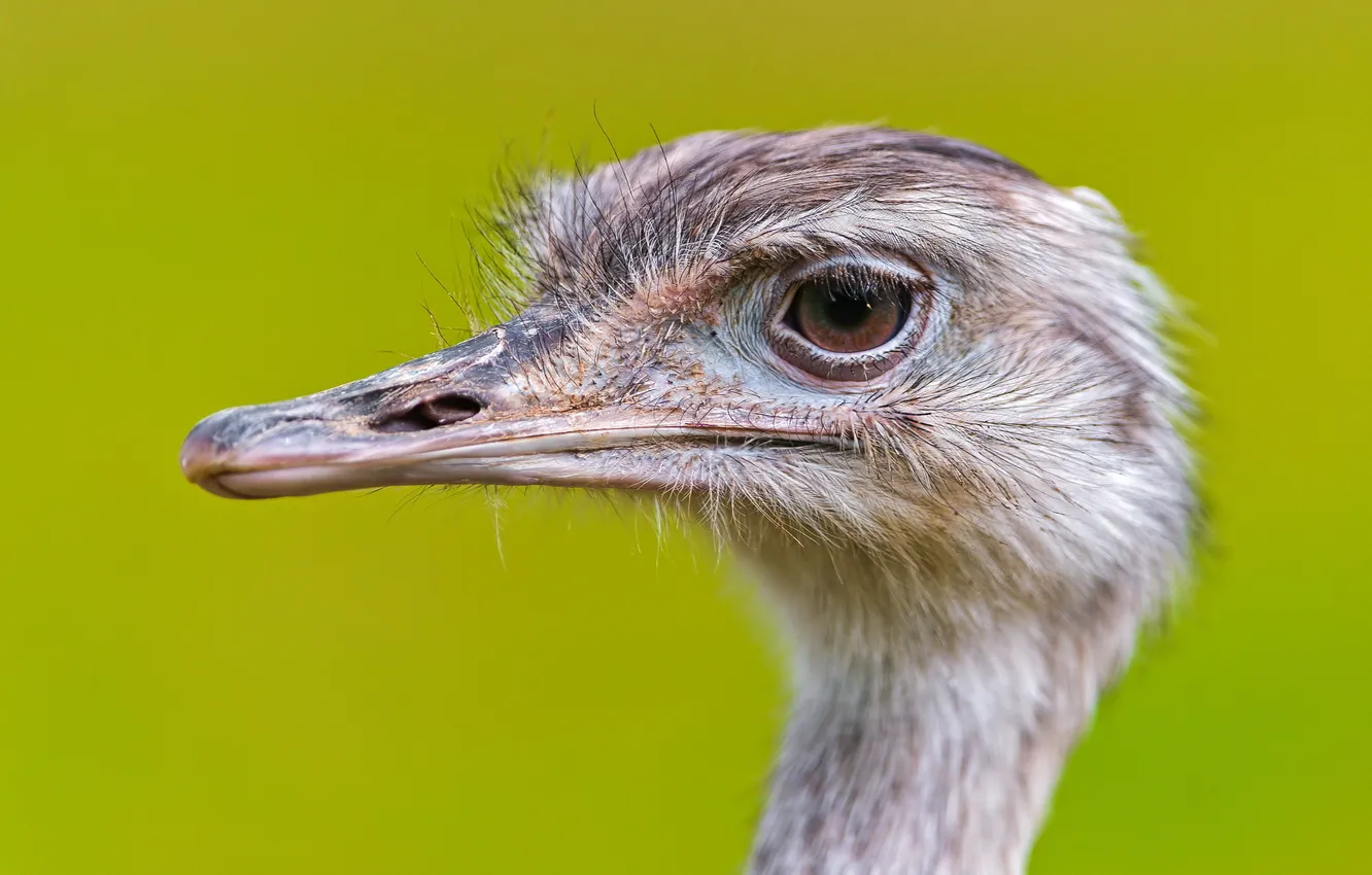 Photo wallpaper macro, background, bird, nandu