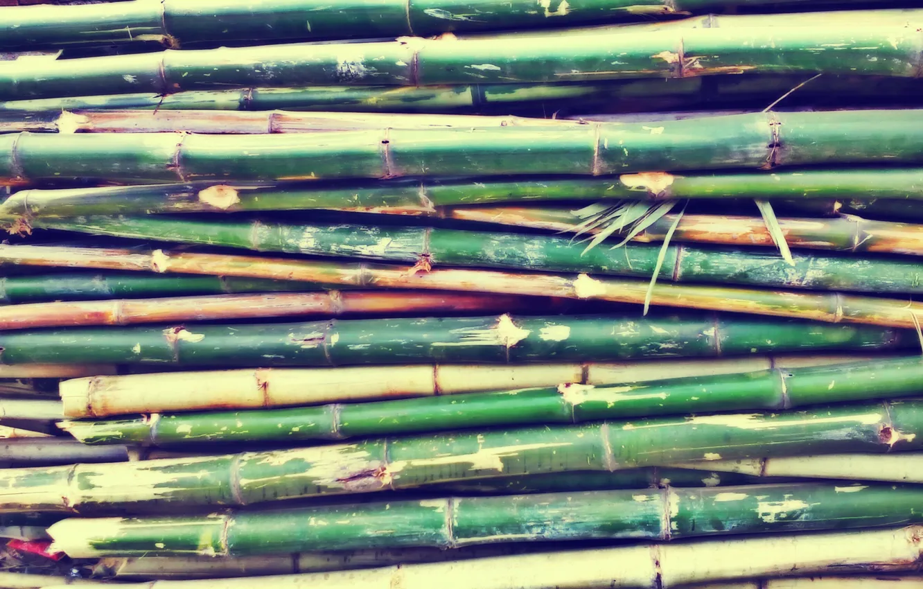 Photo wallpaper green, texture, smooth, bamboo