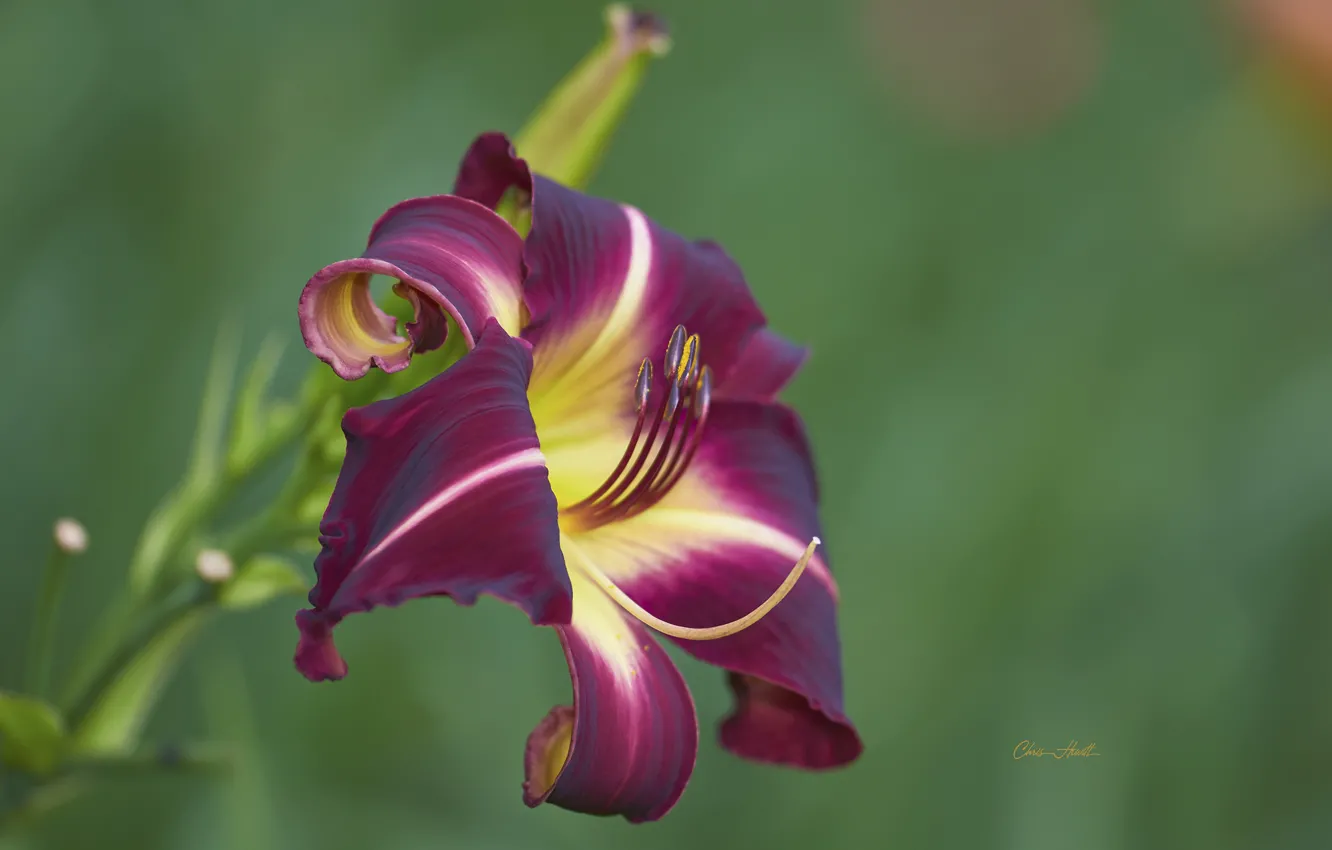 Photo wallpaper flowers, background, Burgundy, daylilies