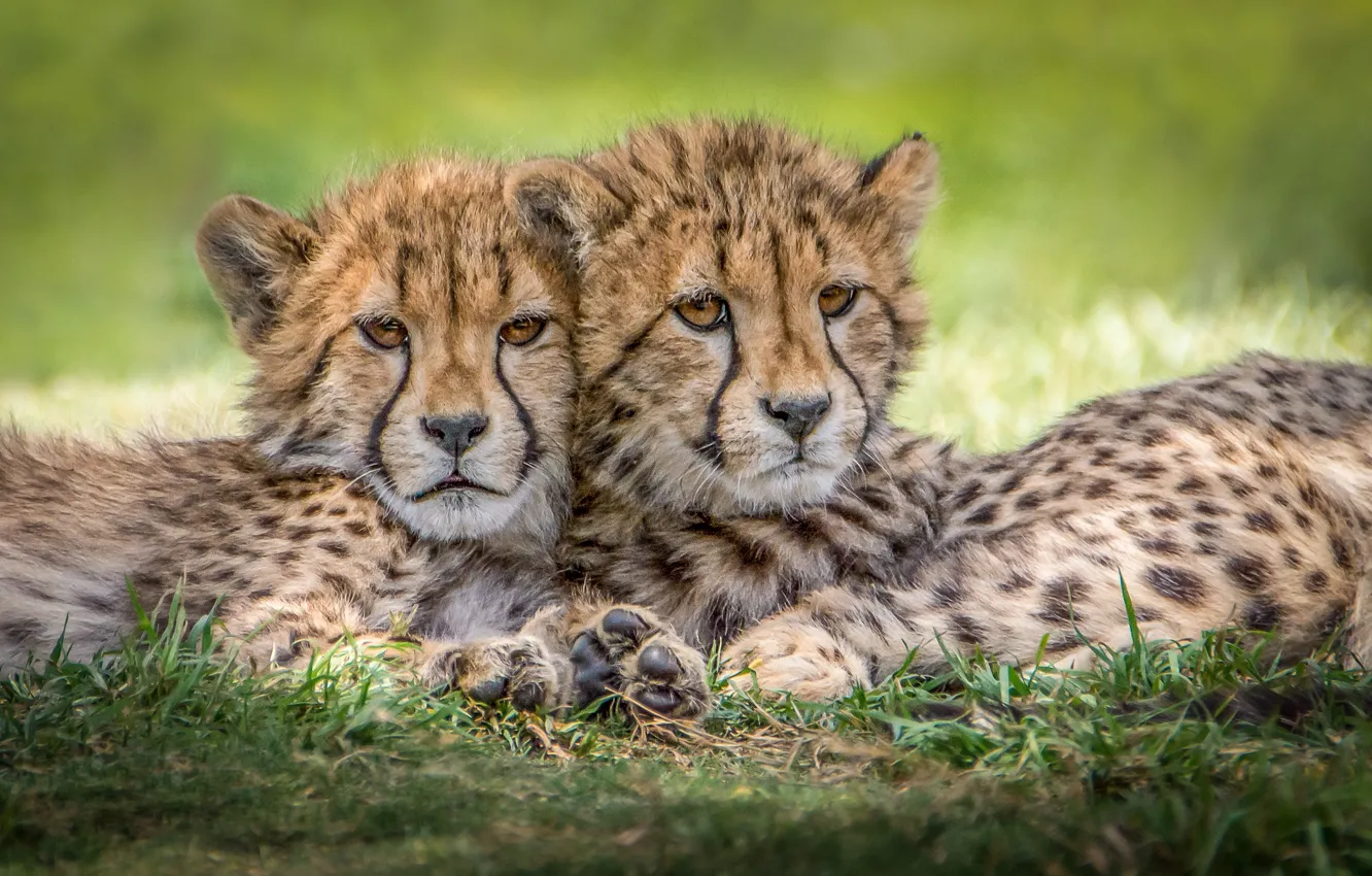 Photo wallpaper predators, Cheetah, cubs