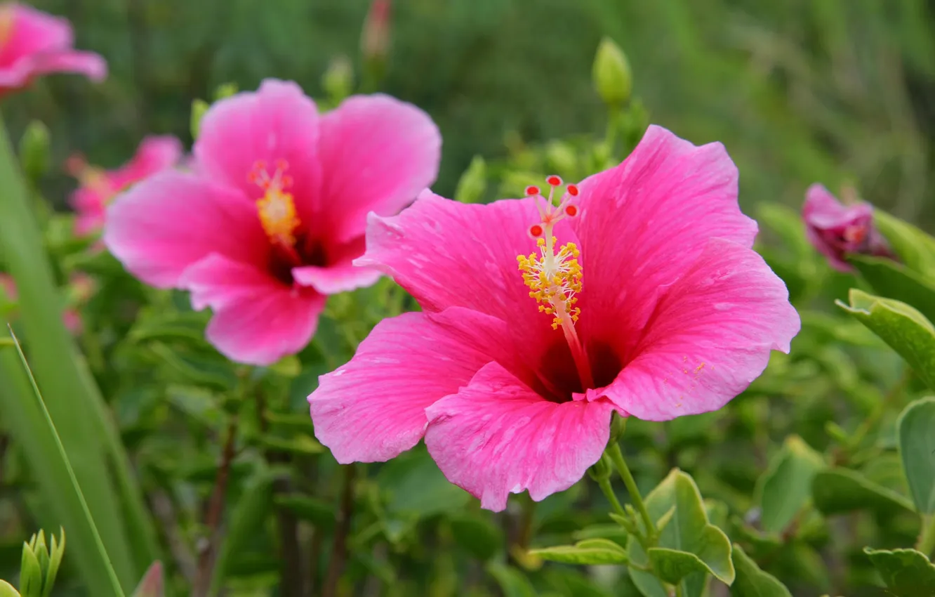 Photo wallpaper flowers, pink flowers, hibiscus