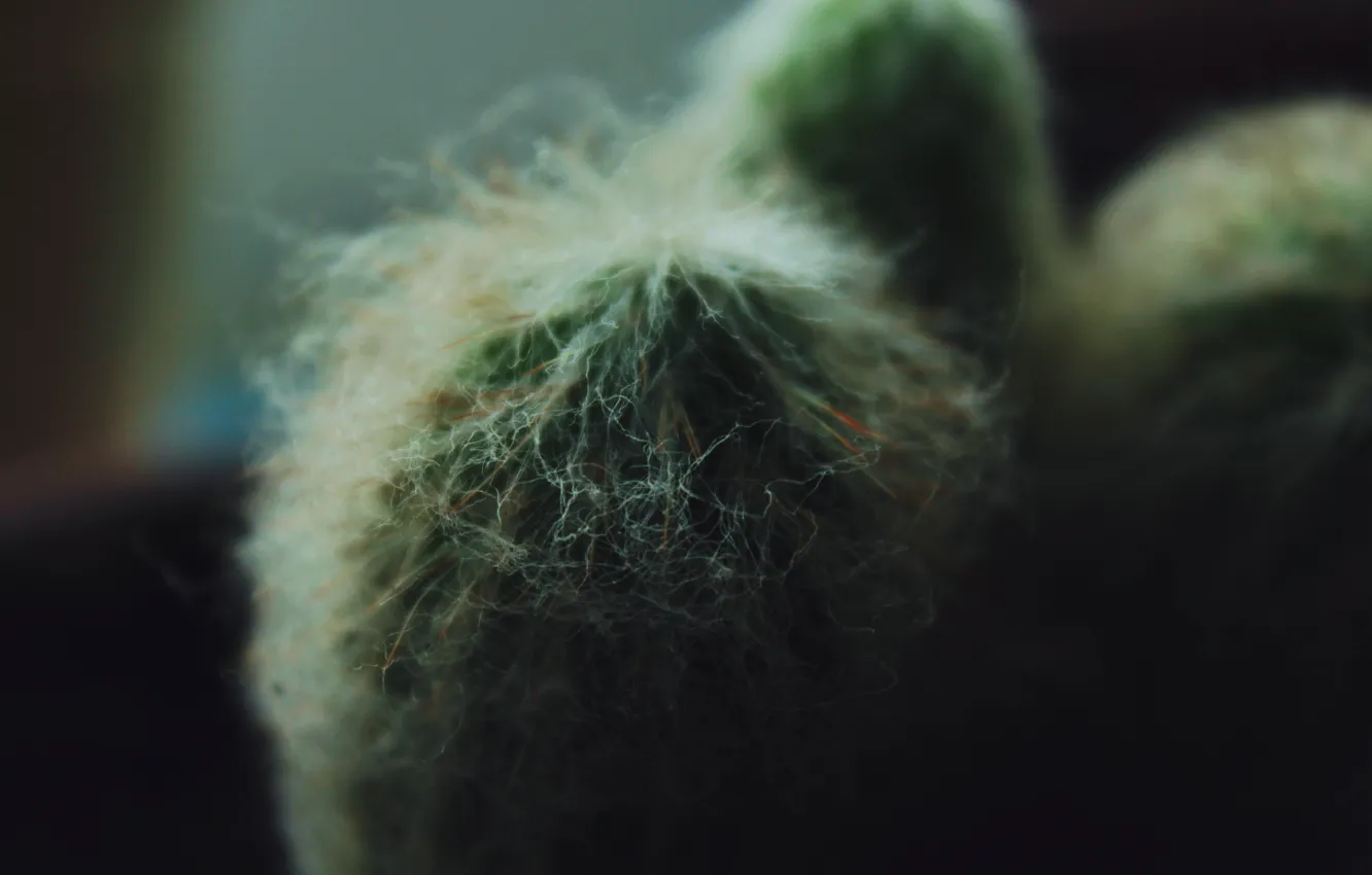 Photo wallpaper macro, green, dark, cactus