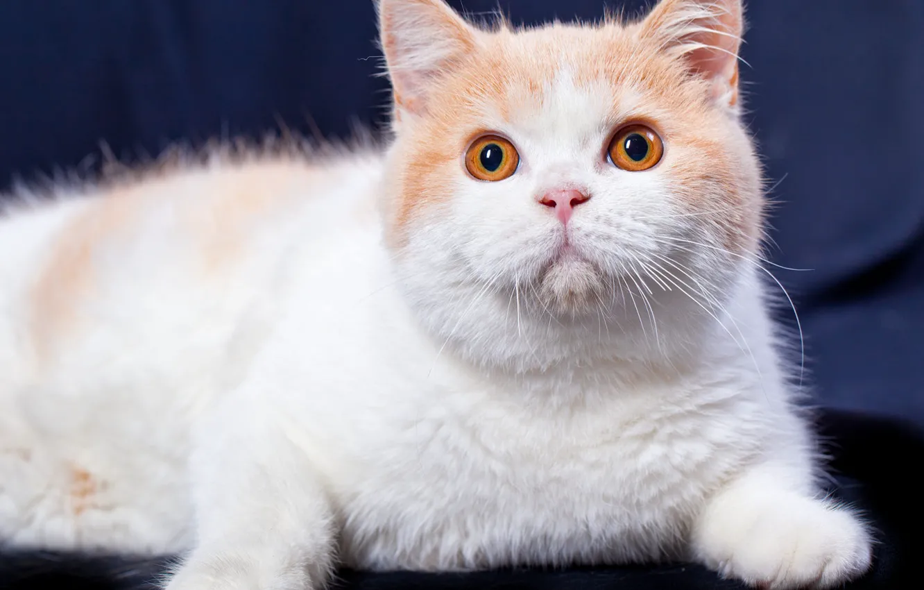 Photo wallpaper cat, cat, look, face, blue, background, portrait, paws