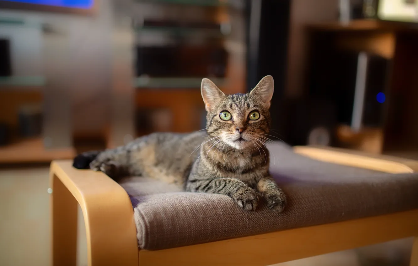 Photo wallpaper cat, cat, look, grey, background, room, furniture, lies