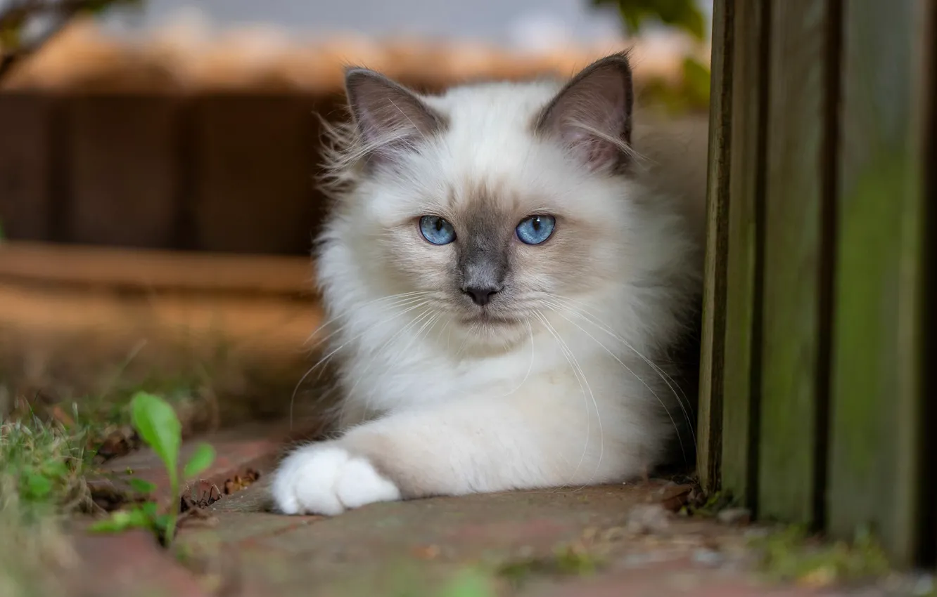 Photo wallpaper cat, cat, look, nature, Board, the fence, legs, lies