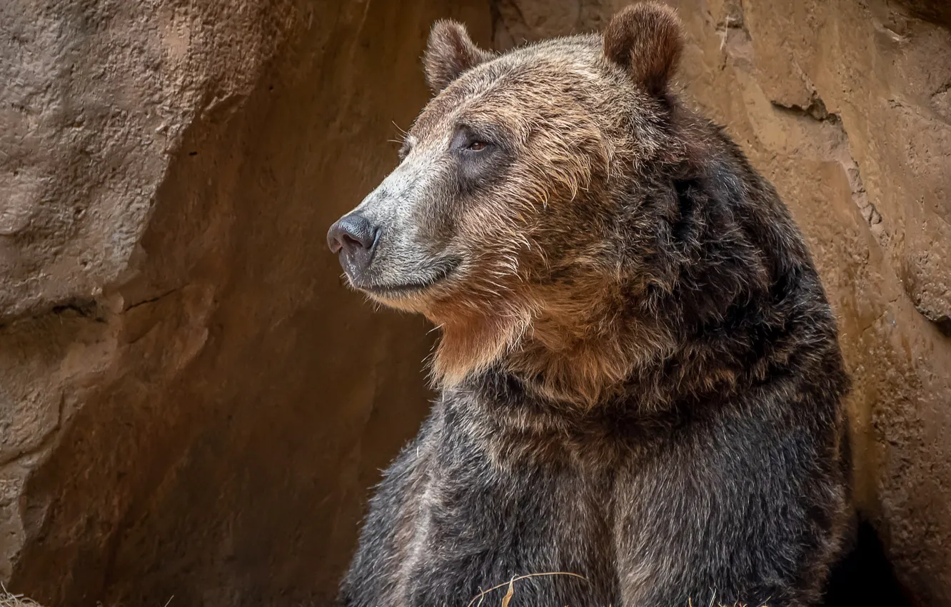 Photo wallpaper bear, profile, brown