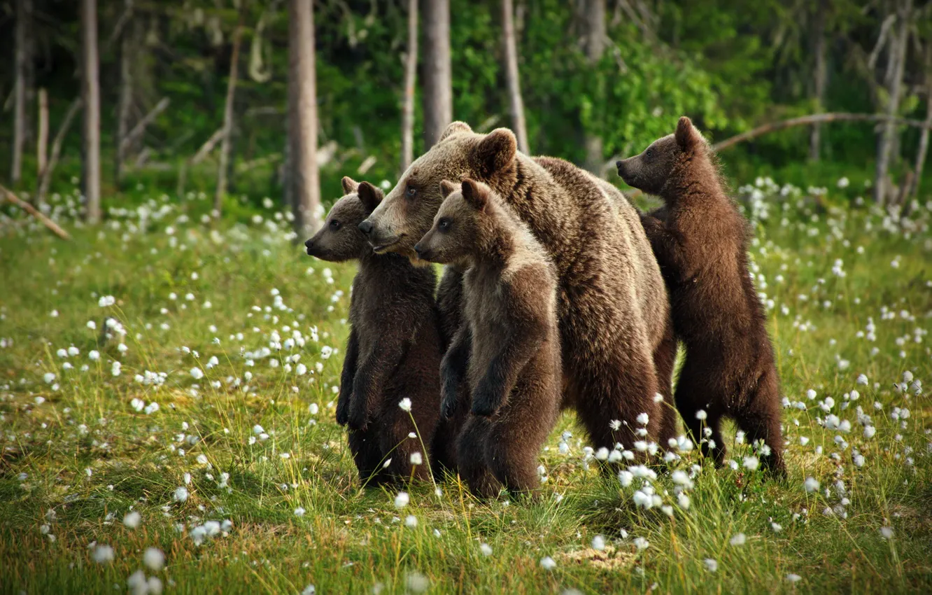 Photo wallpaper forest, glade, bear, bear, stand, bear