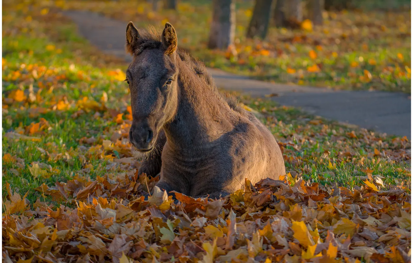 Photo wallpaper autumn, animal, foliage, lies, foal