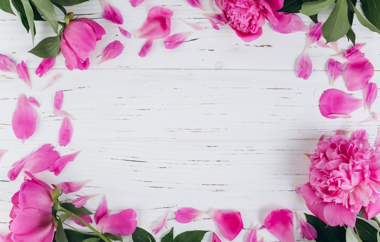 Photo wallpaper flowers, petals, peonies