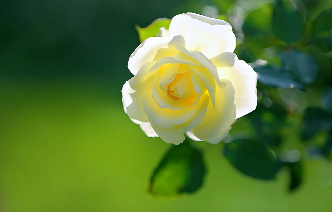 Photo wallpaper white, light, background, roses, buds, rosette