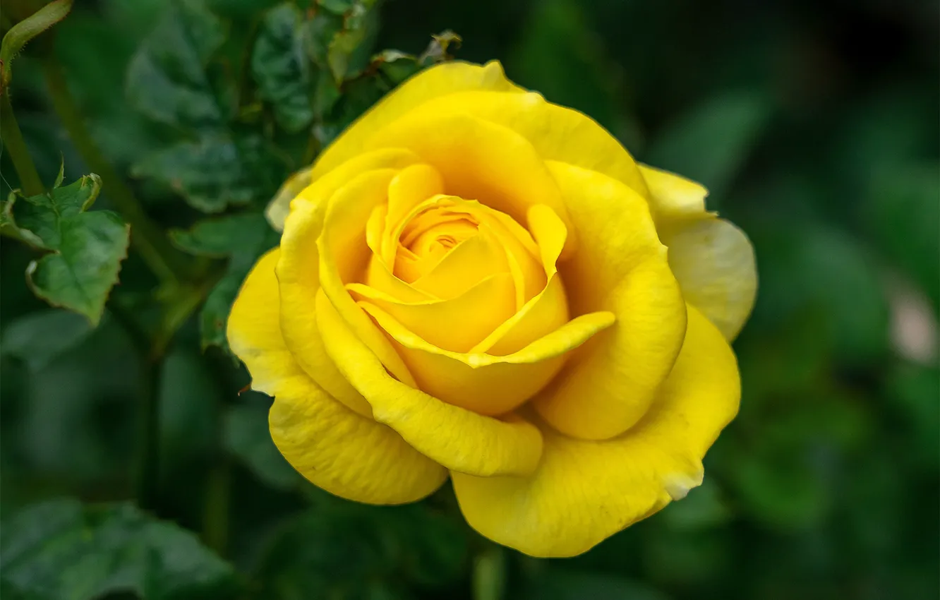 Photo wallpaper flower, macro, background, rose, Bud, yellow