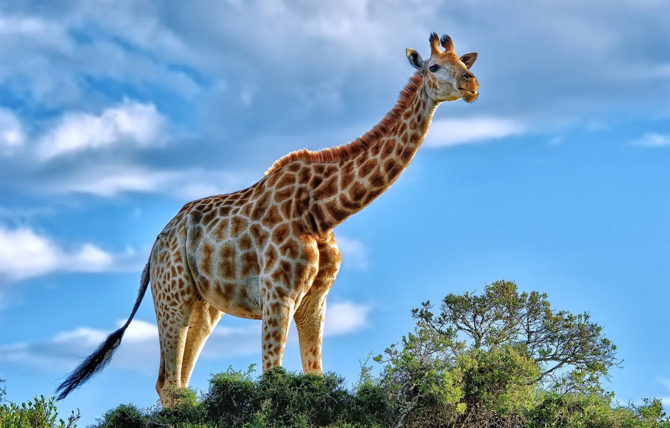 Photo wallpaper giraffe, grace, Africa, shrub