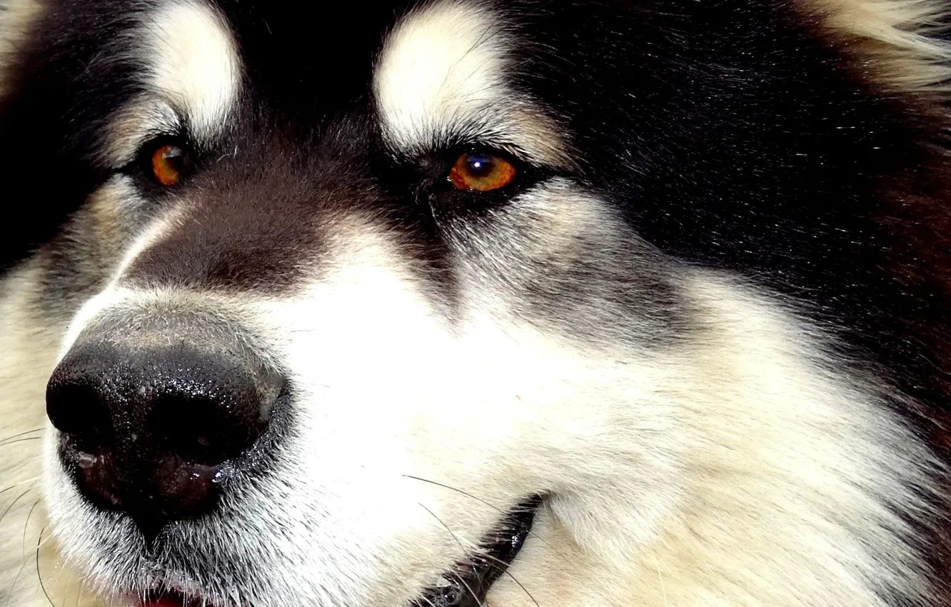 Photo wallpaper husky, Malamute, Alaskan Malamute, Yakut, sled dogs, snow carrousel jackpot, the best dog in the …