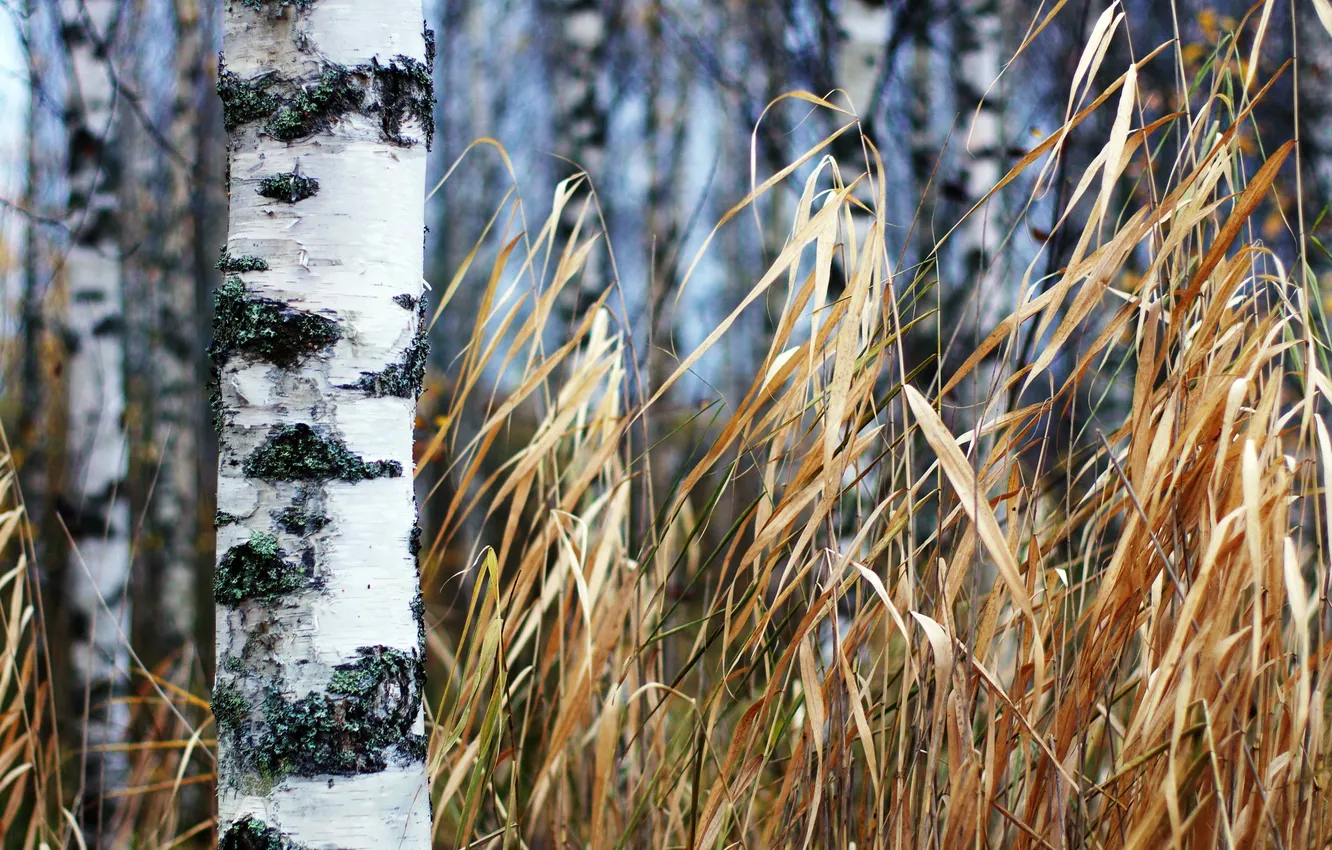 Photo wallpaper autumn, grass, birch