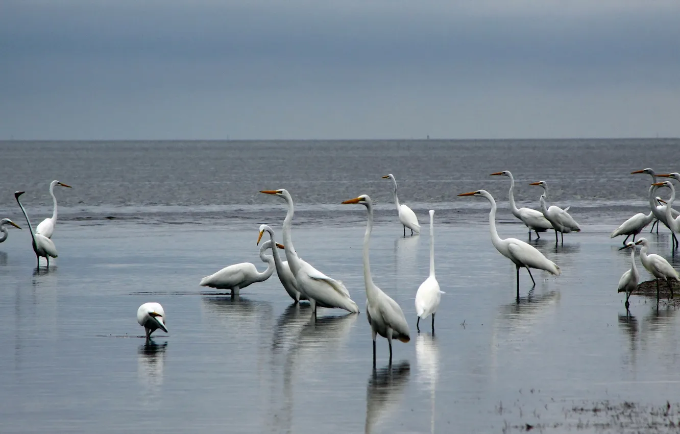Photo wallpaper birds, sunrise, Florida, National Park, Everglades, Egrets