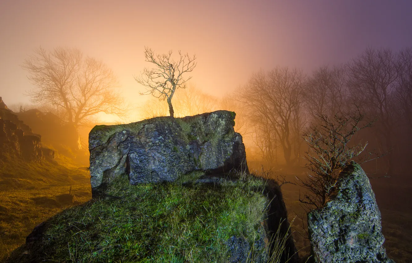 Photo wallpaper light, trees, stones