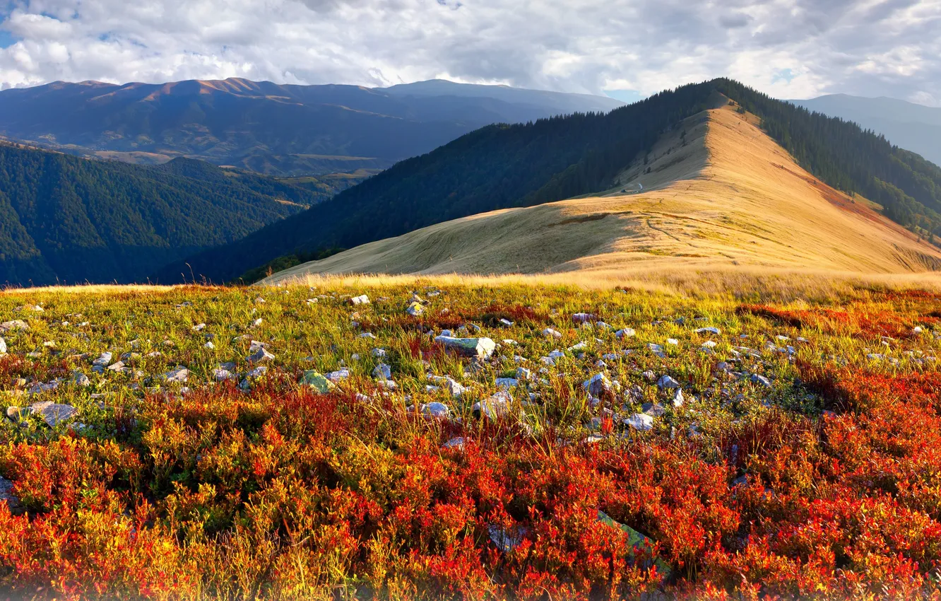 Photo wallpaper grass, clouds, flowers, nature, stones