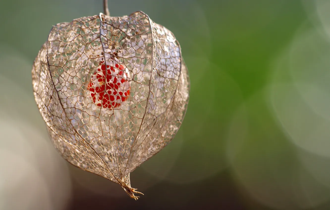 Photo wallpaper macro, background, Chinese lantern