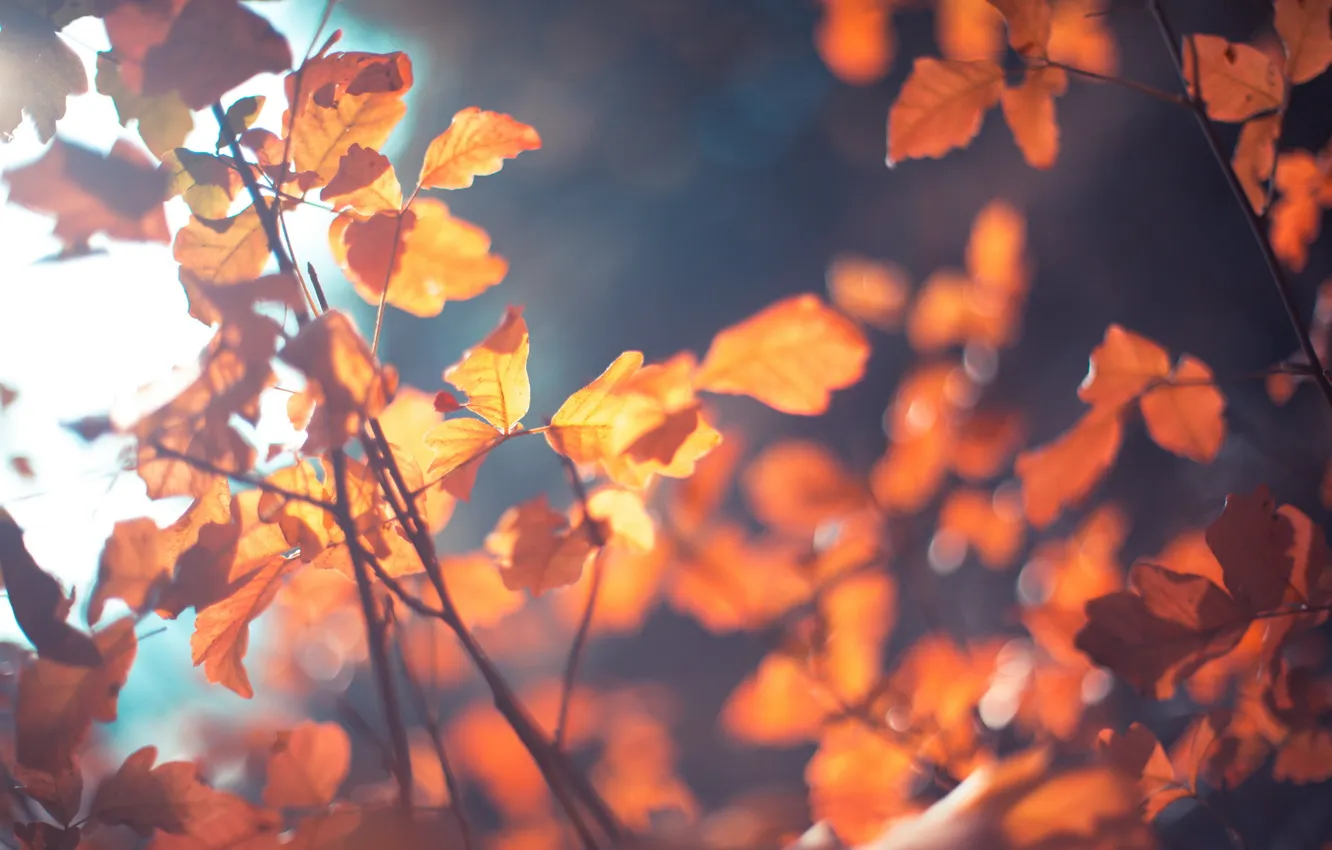 Photo wallpaper autumn, leaves, nature
