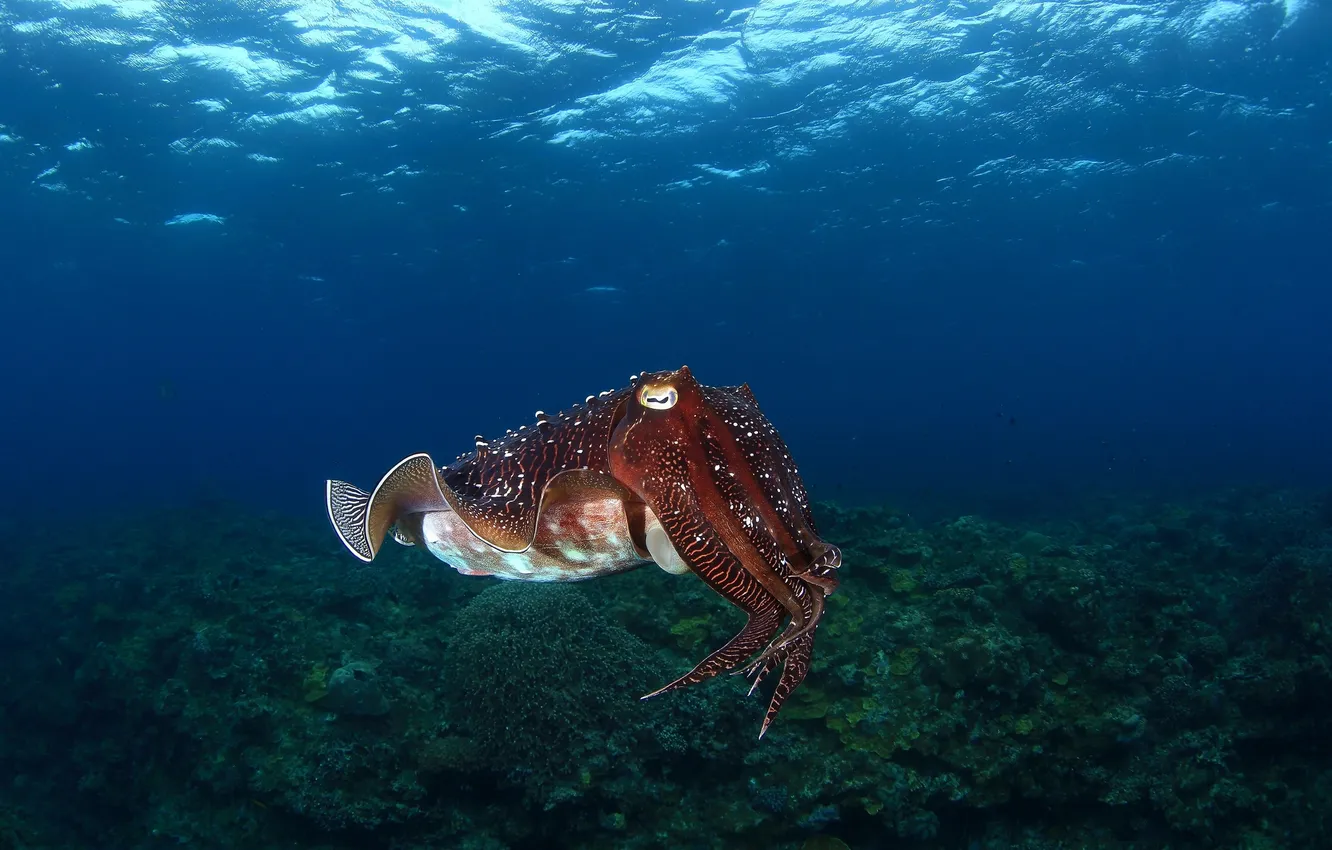 Photo wallpaper sea, water, algae, the ocean, cuttlefish