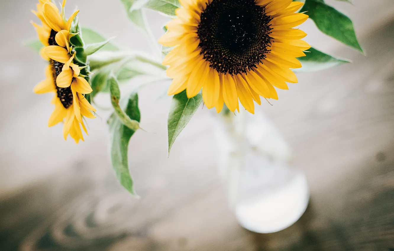 Photo wallpaper sunflowers, flowers, yellow, petals, vase