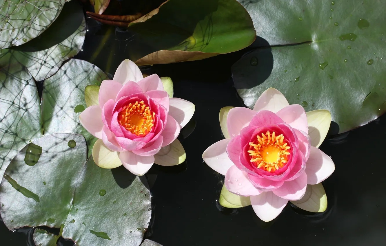 Photo wallpaper water, nature, lake, water lilies, leaves