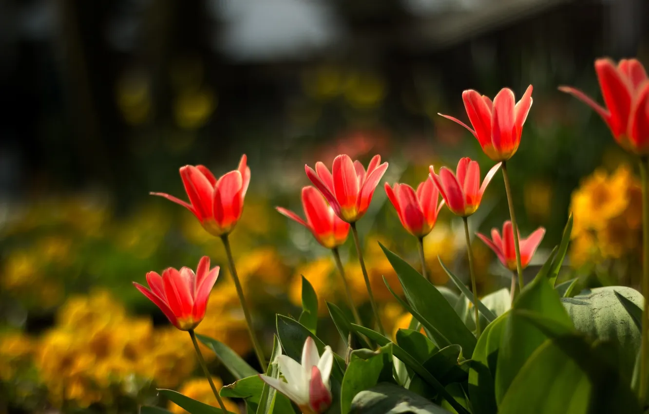 Photo wallpaper summer, tulips, flowerbed