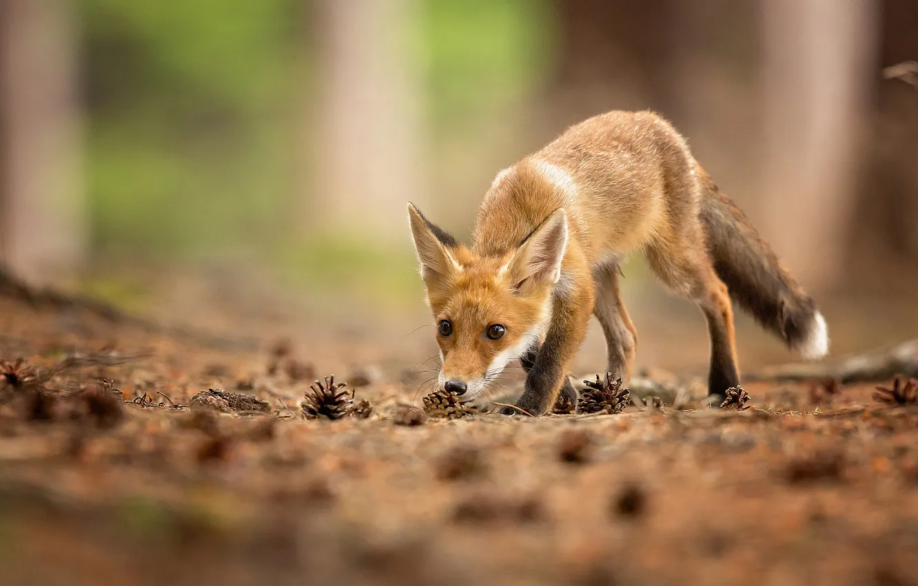 Photo wallpaper look, animal, Fox, bumps, Fox