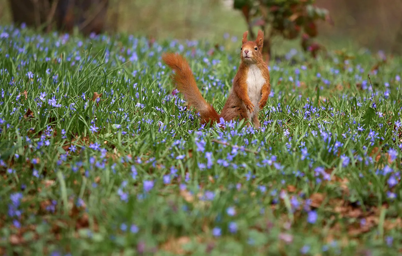 Photo wallpaper flowers, glade, spring, protein, stand, Scilla