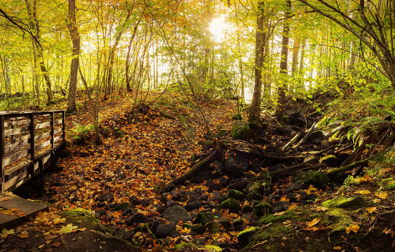 Photo wallpaper autumn, forest, leaves, the sun, trees, Park, stones, moss